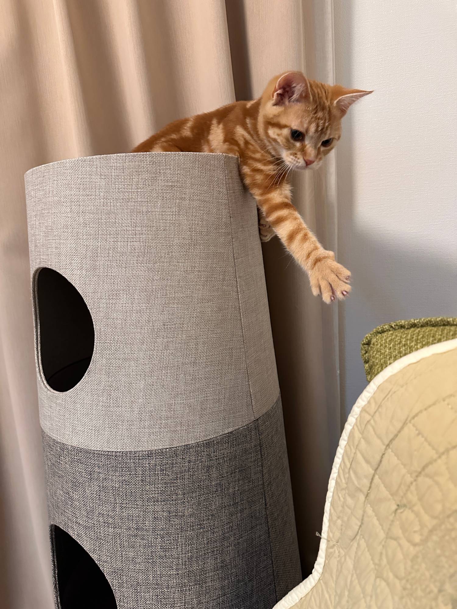 琥珀がキャットタワーをよじ登っている