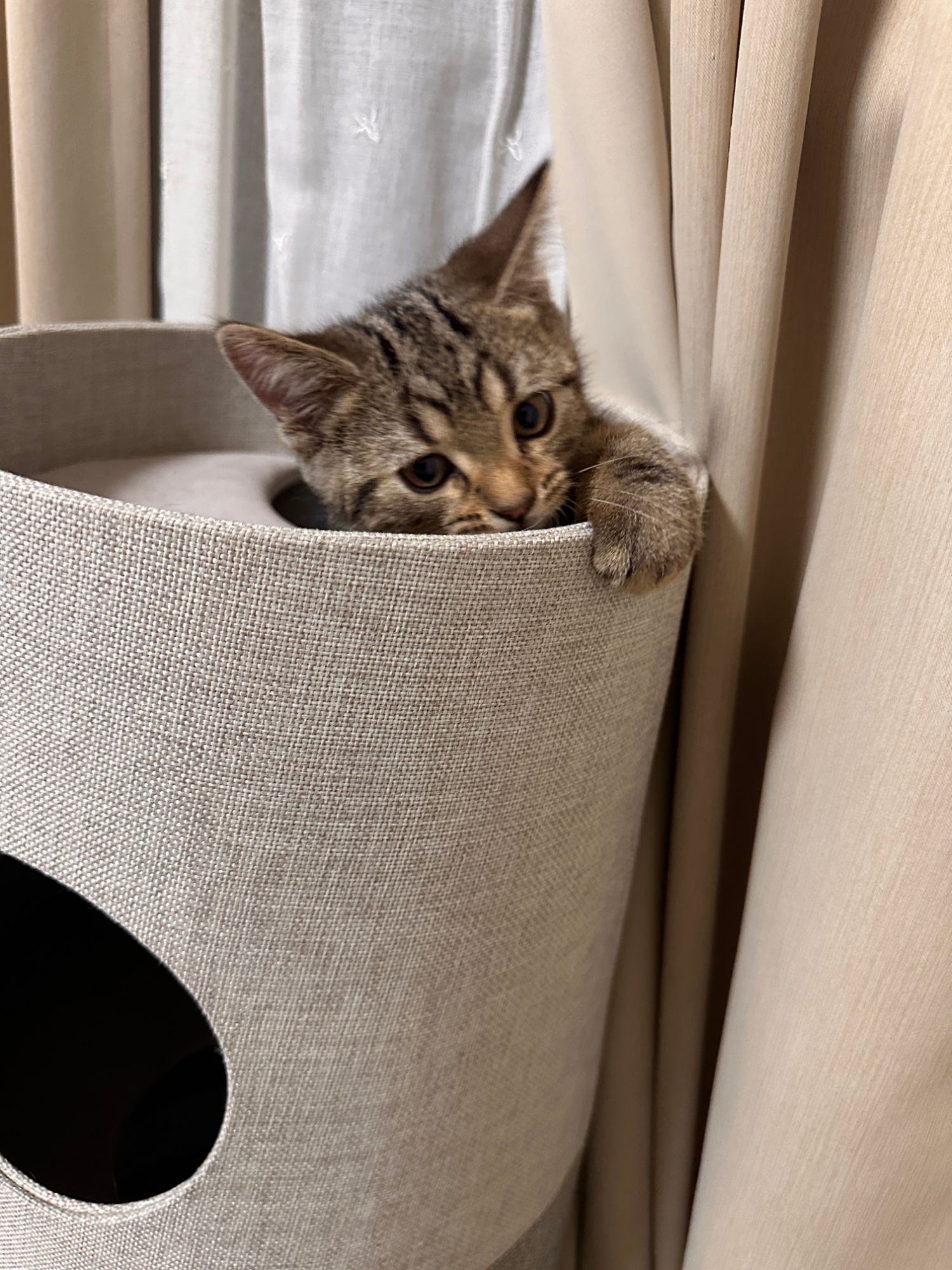 琥珀がキャットタワーの上からのぞいている