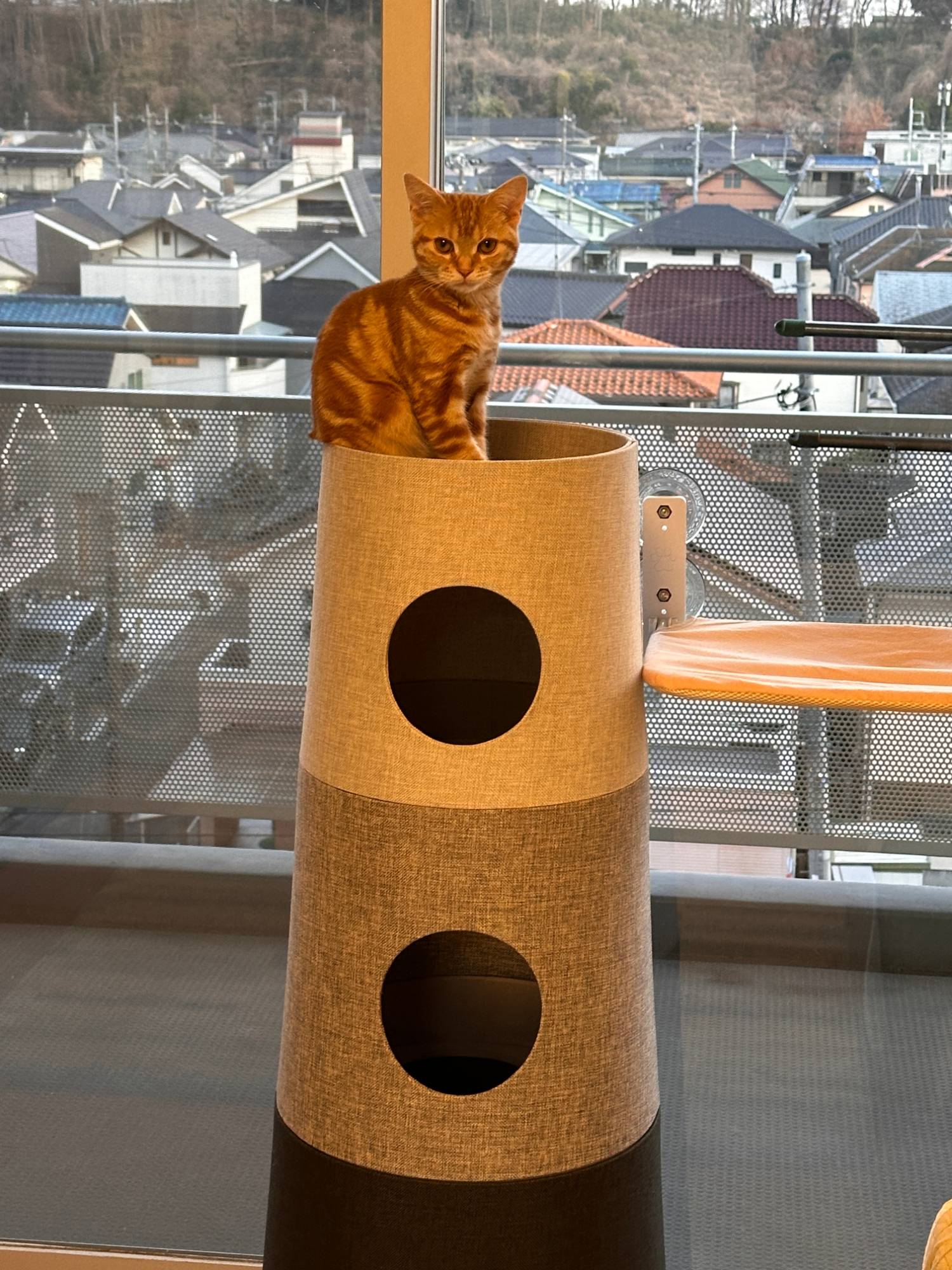 つむぎが窓際のキャットタワーの上で外を眺めている