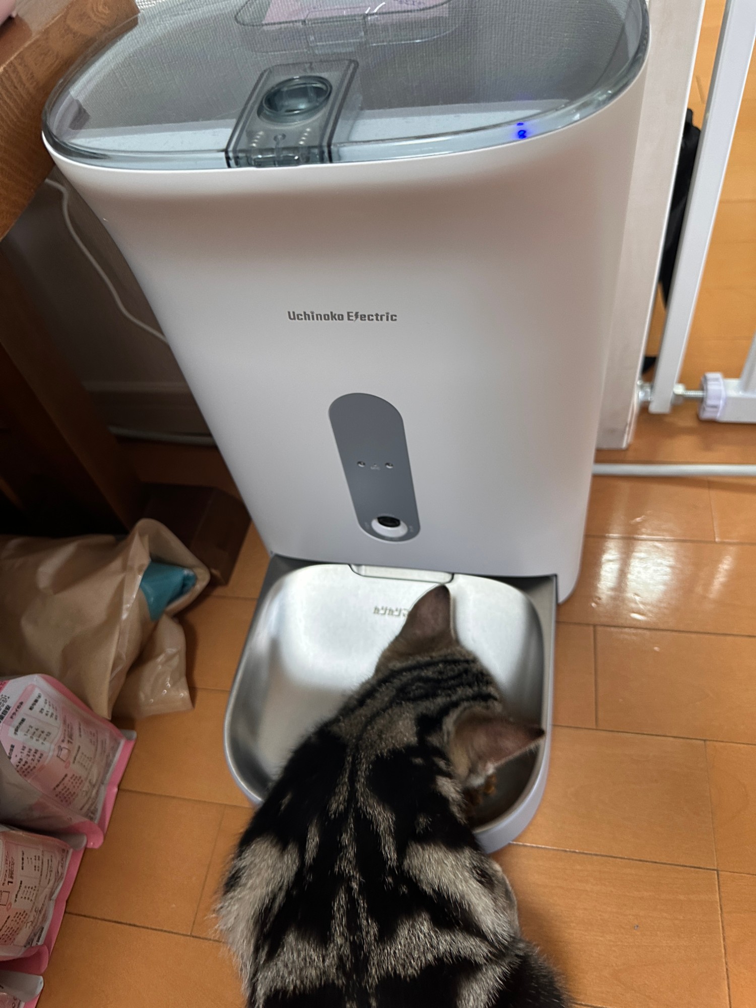 カリカリマシーンの前でこちらを見ている琥珀