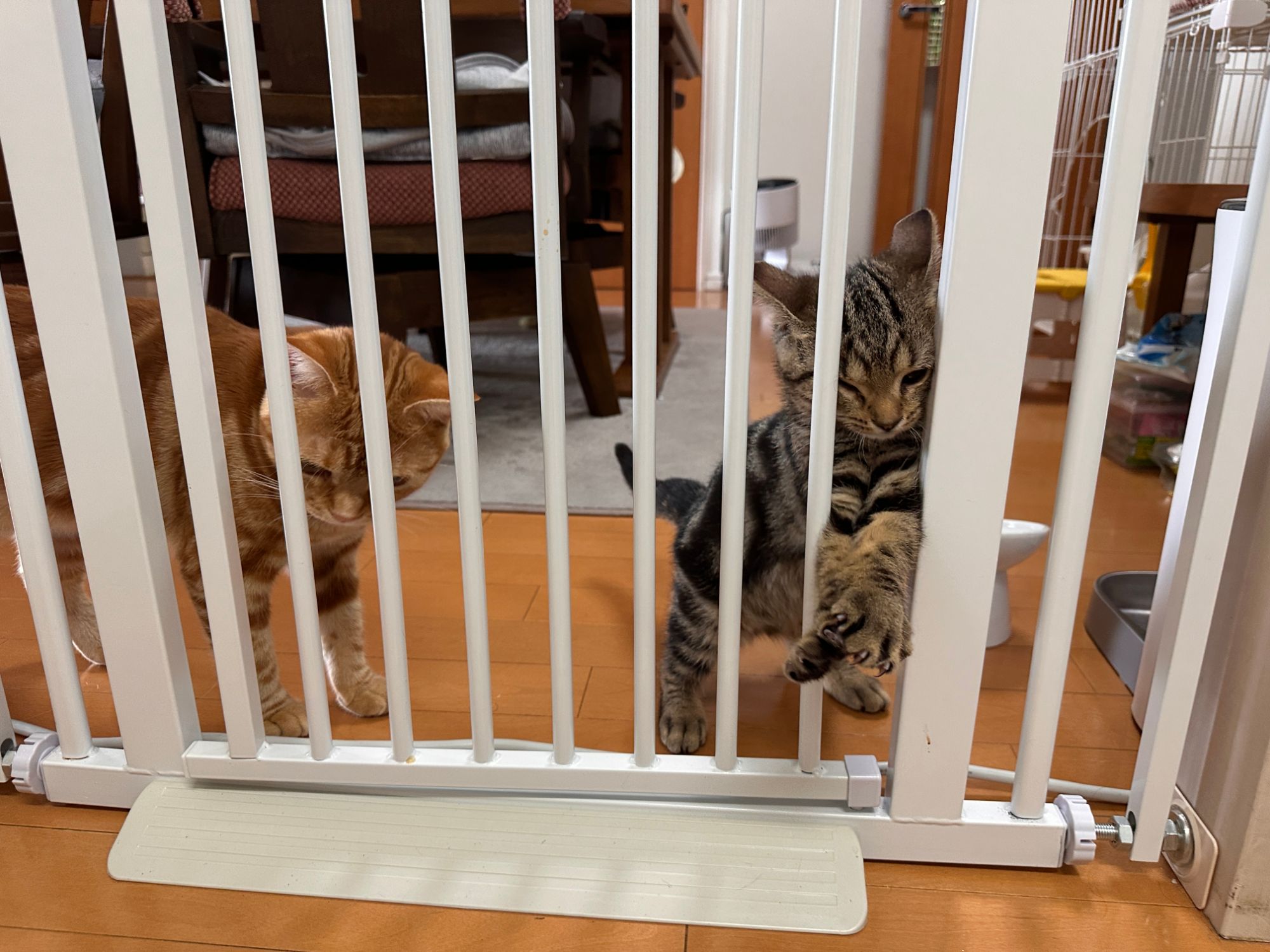 ペットゲートにつむぎと琥珀がいて、琥珀が手を伸ばしている