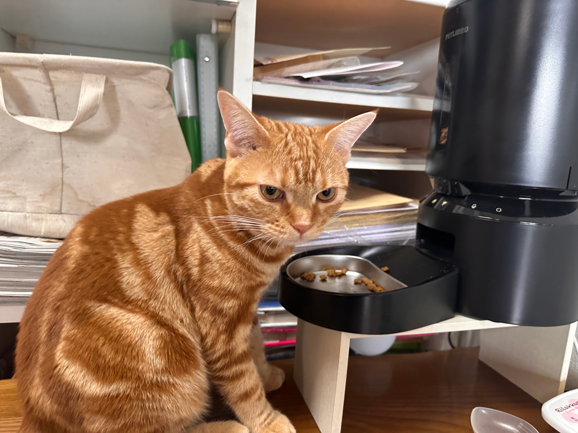 Petlibro給餌器からごはんを食べるつむぎ