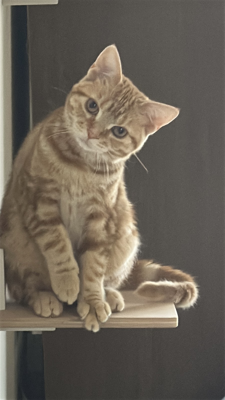 結ちゃんがこちらを見ている写真